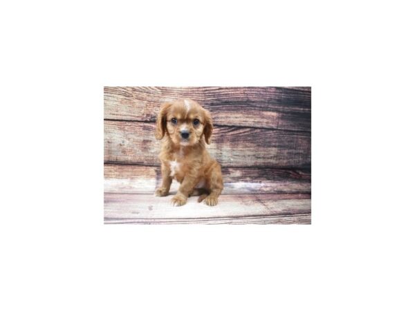 Cavalier King Charles Spaniel-DOG-Male-Ruby-22555-Petland Scottsdale, Arizona