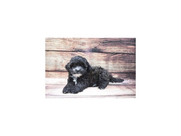 Teddy Bear-DOG-Male-Black-22551-Petland Scottsdale, Arizona