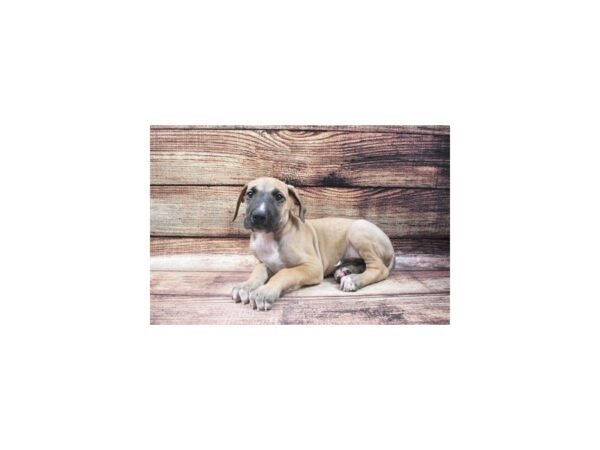Great Dane-DOG-Male-Fawn-22552-Petland Scottsdale, Arizona