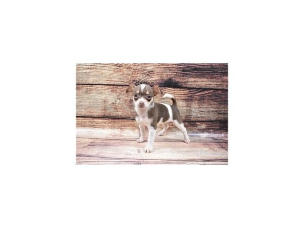 Chihuahua-DOG-Female-Chocolate and White-22556-Petland Scottsdale, Arizona