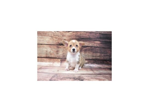 Pembroke Welsh Corgi-DOG-Female-Sable-22554-Petland Scottsdale, Arizona