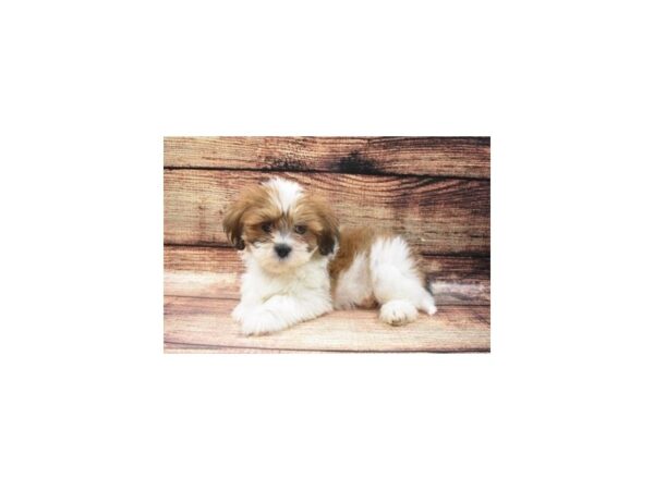 Lhasa Apso-DOG-Male-Red Gold-22553-Petland Scottsdale, Arizona