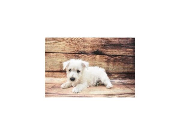 West Highland White Terrier-DOG-Male-White-22558-Petland Scottsdale, Arizona