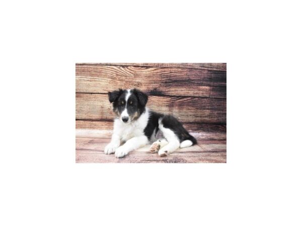 Shetland Sheepdog-DOG-Male-Black White and Tan-22549-Petland Scottsdale, Arizona