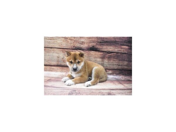 Shiba Inu-DOG-Male-Red-22550-Petland Scottsdale, Arizona