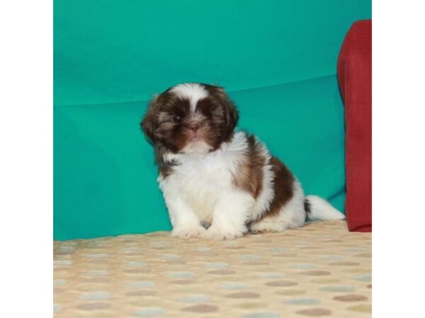 Shih Tzu-DOG-Male-White, Chocolate / Tan-22561-Petland Scottsdale, Arizona