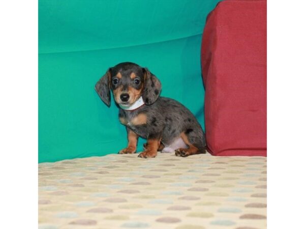 Dachshund-DOG-Male-Black / Tan-22574-Petland Scottsdale, Arizona