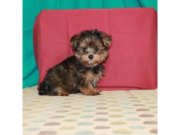 Poodle/Yorkshire Terrier-DOG-Female-Red Gold-22560-Petland Scottsdale, Arizona