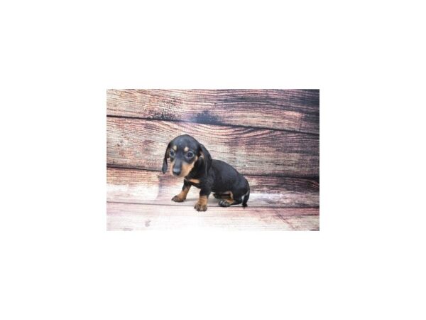 Dachshund-DOG-Female-Black and Tan-22557-Petland Scottsdale, Arizona