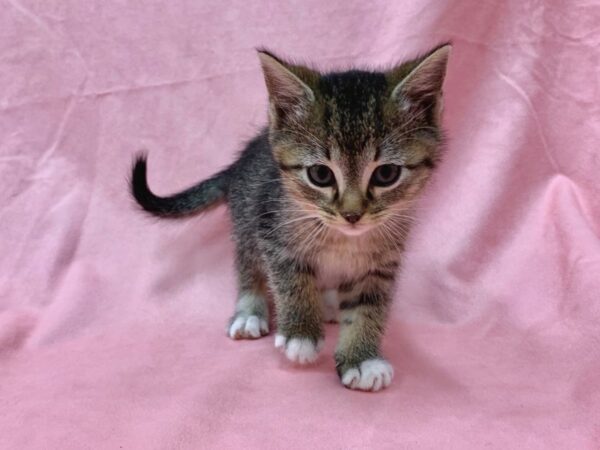 Domestic Cat-CAT-Male-Gray / White-22571-Petland Scottsdale, Arizona