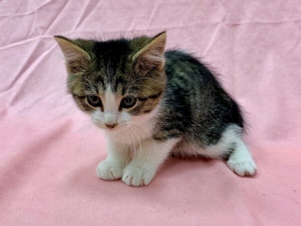 Domestic Cat-CAT-Male-Gray / White-22570-Petland Scottsdale, Arizona