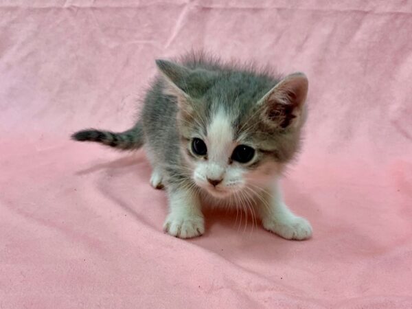 Domestic Cat-CAT-Male-Gray / White-22569-Petland Scottsdale, Arizona