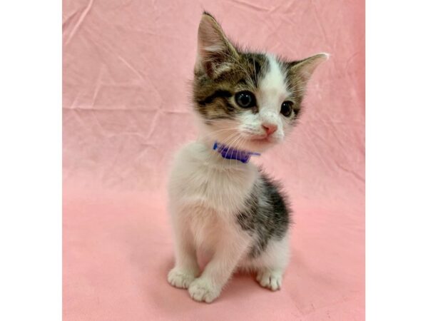 Domestic Cat-CAT-Male-Gray / White-22568-Petland Scottsdale, Arizona