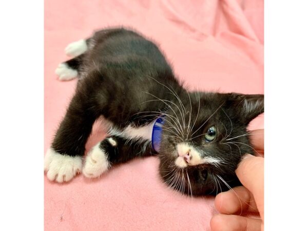 Domestic Cat-CAT-Male-Gray / White-22567-Petland Scottsdale, Arizona