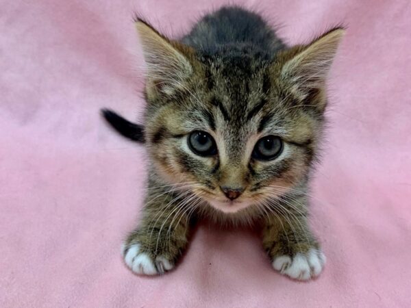 Domestic Cat-CAT-Male-Gray / White-22566-Petland Scottsdale, Arizona