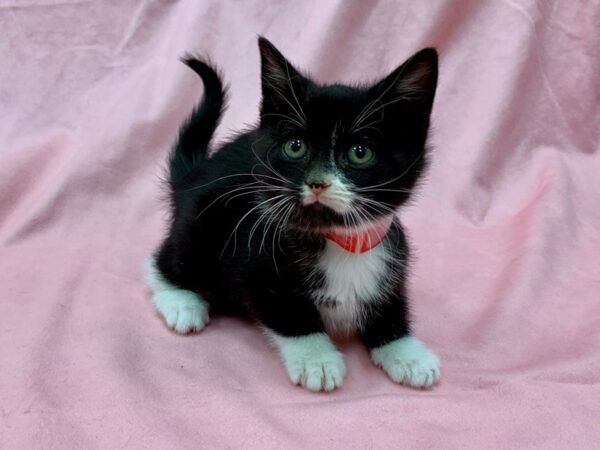 Domestic Cat-CAT-Female-Black / White-22565-Petland Scottsdale, Arizona