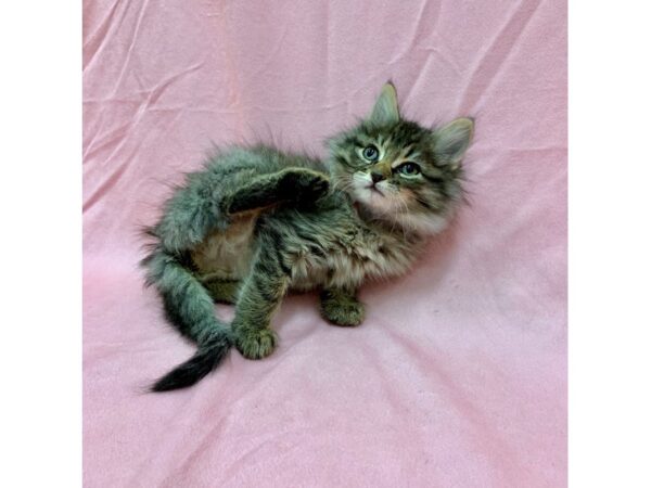 Domestic Cat-CAT-Female-Gray-22564-Petland Scottsdale, Arizona