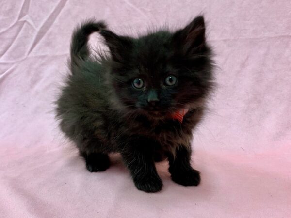 Domestic Cat-CAT-Female-Black Smoke-22563-Petland Scottsdale, Arizona