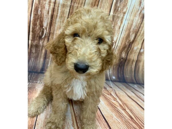 Standard Poodle-DOG-Male--22576-Petland Scottsdale, Arizona