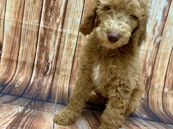 Standard Poodle-DOG-Male--22577-Petland Scottsdale, Arizona