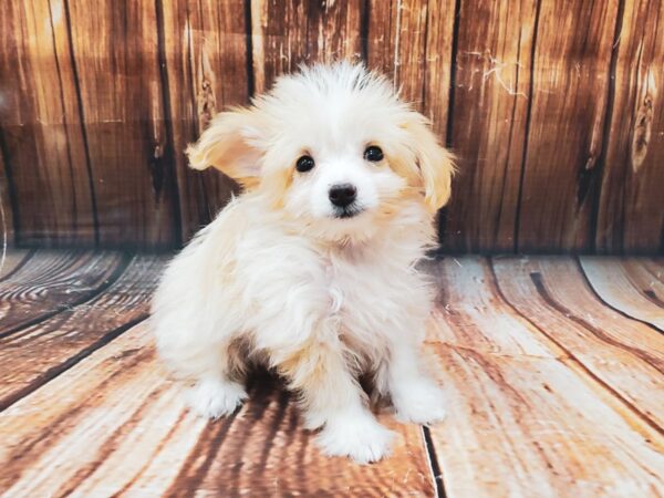 Poodle/Toy Australian Shepherd-DOG-Male-Cream / White-22575-Petland Scottsdale, Arizona