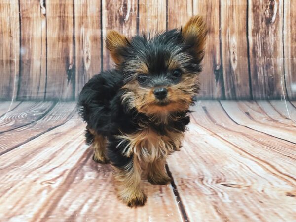 Yorkshire Terrier-DOG-Female-Black / Tan-22562-Petland Scottsdale, Arizona