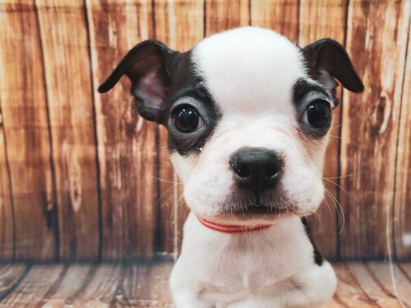 Boston Terrier-DOG-Female-White / Black-22572-Petland Scottsdale, Arizona