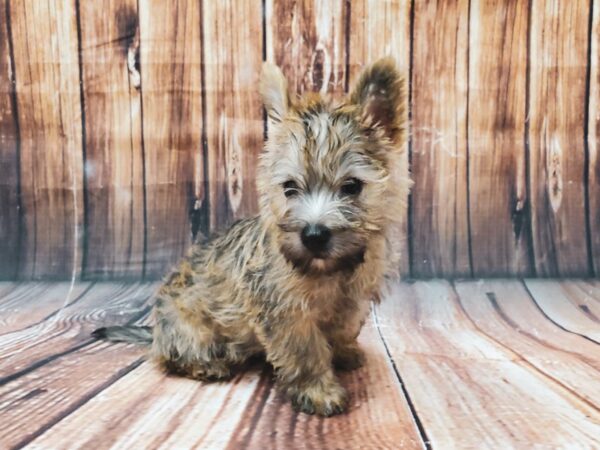 Cairn Terrier-DOG-Male-Wheaten-22573-Petland Scottsdale, Arizona