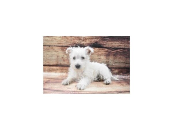 West Highland White Terrier-DOG-Male-White-22583-Petland Scottsdale, Arizona