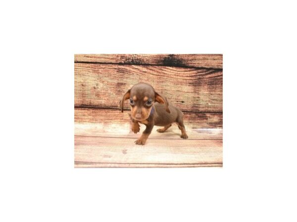 Dachshund-DOG-Male-Chocolate and Tan-22581-Petland Scottsdale, Arizona