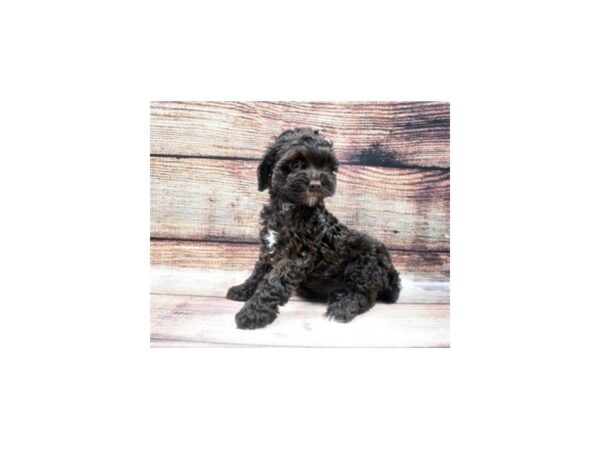 Cocker Spaniel/Miniature Poodle-DOG-Female-Brown-22578-Petland Scottsdale, Arizona