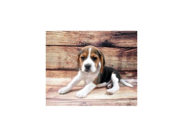 Beagle-DOG-Male-Black Fawn and White-22588-Petland Scottsdale, Arizona