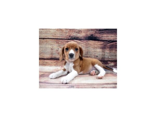 Beagle-DOG-Male-Brown and White-22589-Petland Scottsdale, Arizona
