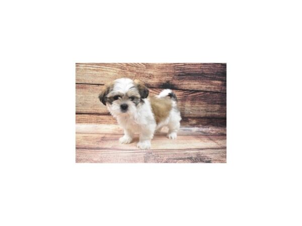 Lhasa Apso-DOG-Female-Golden-22580-Petland Scottsdale, Arizona