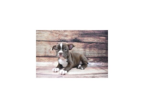 Boston Terrier-DOG-Male-Seal and White-22590-Petland Scottsdale, Arizona