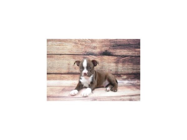 Boston Terrier-DOG-Male-Seal and White-22591-Petland Scottsdale, Arizona