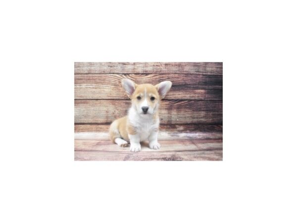 Pembroke Welsh Corgi-DOG-Male-Sable-22584-Petland Scottsdale, Arizona