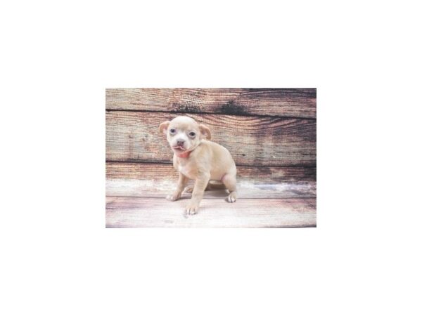Chihuahua-DOG-Female-Fawn-22587-Petland Scottsdale, Arizona