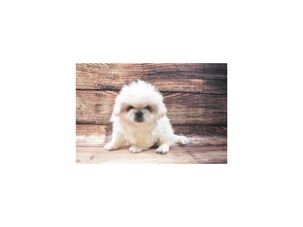 Pekingese-DOG-Male-Cream-22642-Petland Scottsdale, Arizona