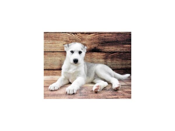 Siberian Husky-DOG-Female-Grey and White-22582-Petland Scottsdale, Arizona