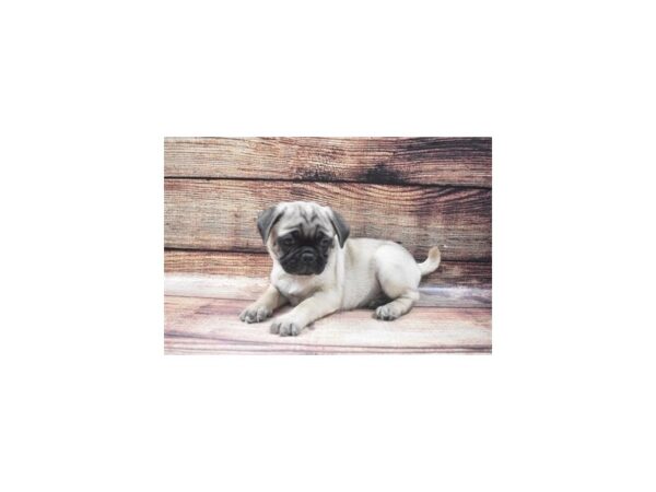 Beagle/Pug-DOG-Female-Fawn-22579-Petland Scottsdale, Arizona