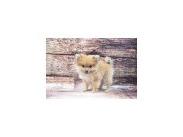 Pomeranian-DOG-Female-Orange-22585-Petland Scottsdale, Arizona