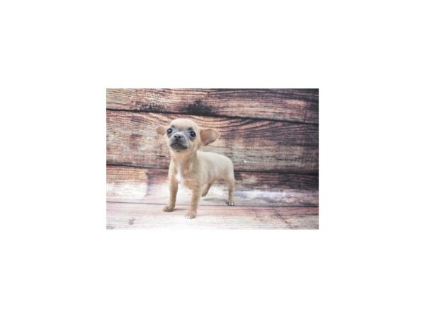 Chihuahua-DOG-Male-Fawn-22773-Petland Scottsdale, Arizona