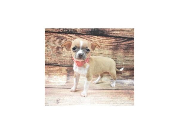 Chihuahua-DOG-Female-Fawn-22586-Petland Scottsdale, Arizona