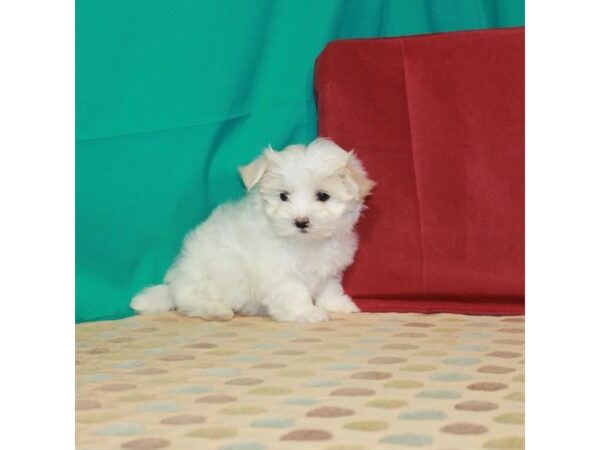 Maltese-DOG-Male-White-22595-Petland Scottsdale, Arizona