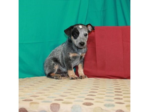 Australian Cattle Dog-DOG-Male-Blue-22602-Petland Scottsdale, Arizona