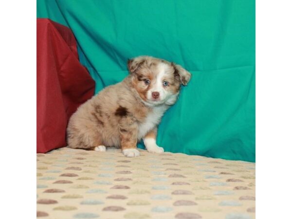 Australian Shepherd-DOG-Female-Red Merle-22598-Petland Scottsdale, Arizona