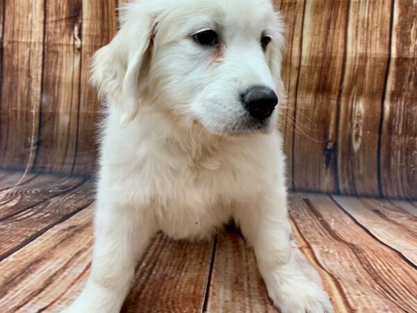 Golden Retriever-DOG-Female-Creme-22604-Petland Scottsdale, Arizona