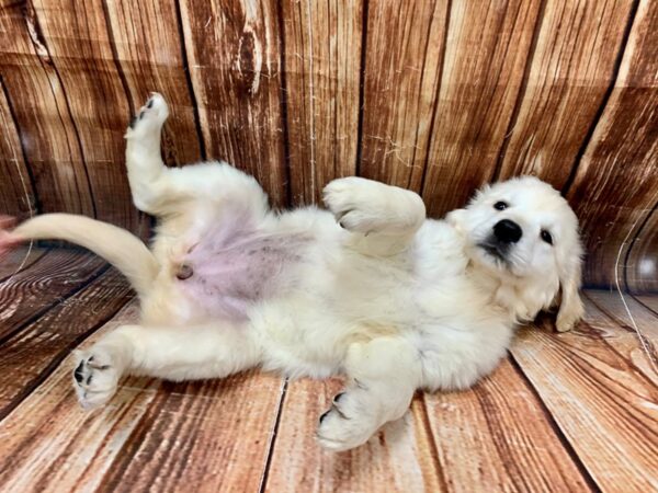Golden Retriever-DOG-Female-Creme-22603-Petland Scottsdale, Arizona