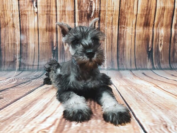 Miniature Schnauzer-DOG-Male-Salt / Pepper-22596-Petland Scottsdale, Arizona